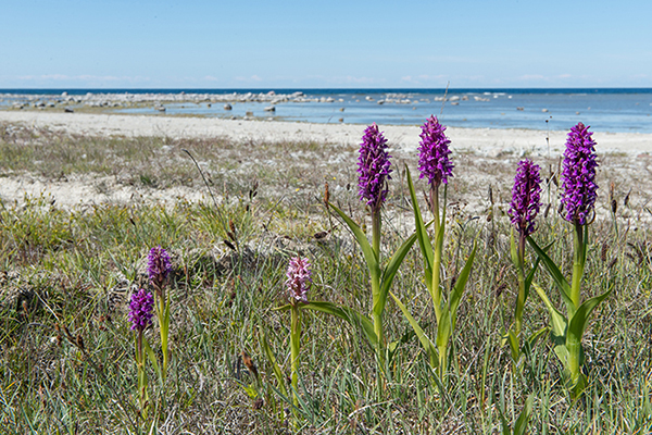 Dactylorhiza incarnata